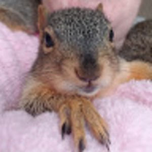 Meet your Posher, Squirrely